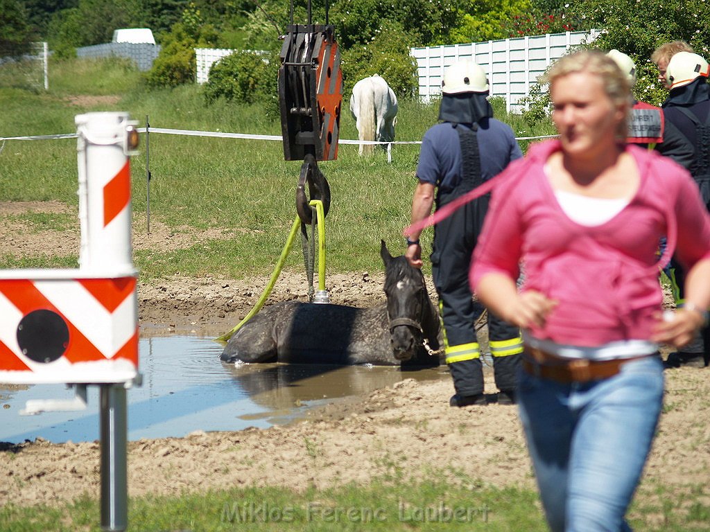 Pferd in Not Koeln Porz Gremberghoven P025.JPG